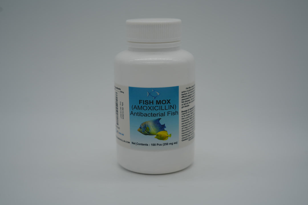 Fish Mox Amoxicillin 250 mg Capsules 30 Count - Juicy Skate