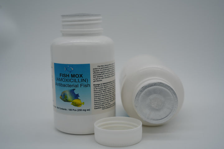 Fish Mox Amoxicillin 250 mg Capsules 30 Count - Juicy Skate